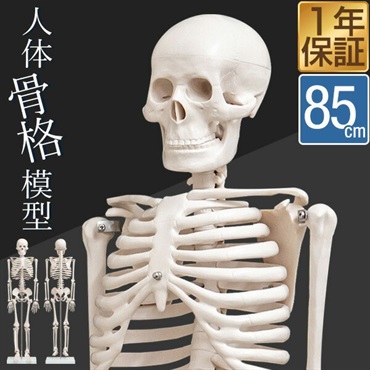 人体模型 骨格模型 骨 約85cm 1/2モデル 展示スタンド付き 骨格