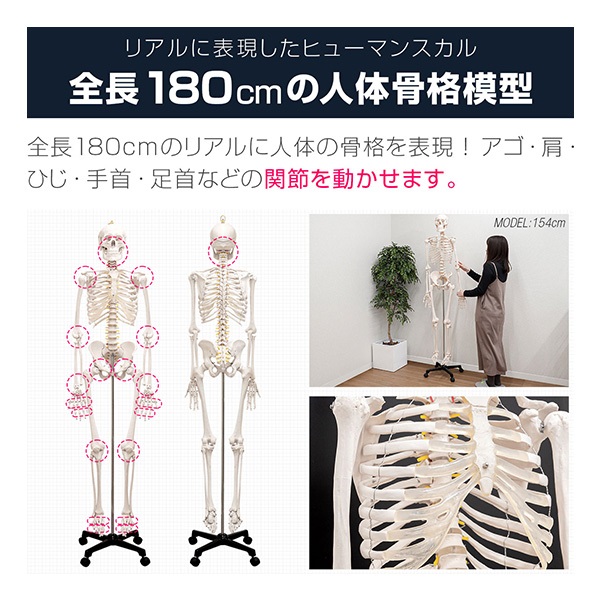 人体模型 骨格模型 骨 等身大 身長約166cm 展示スタンド付き 骨格標本