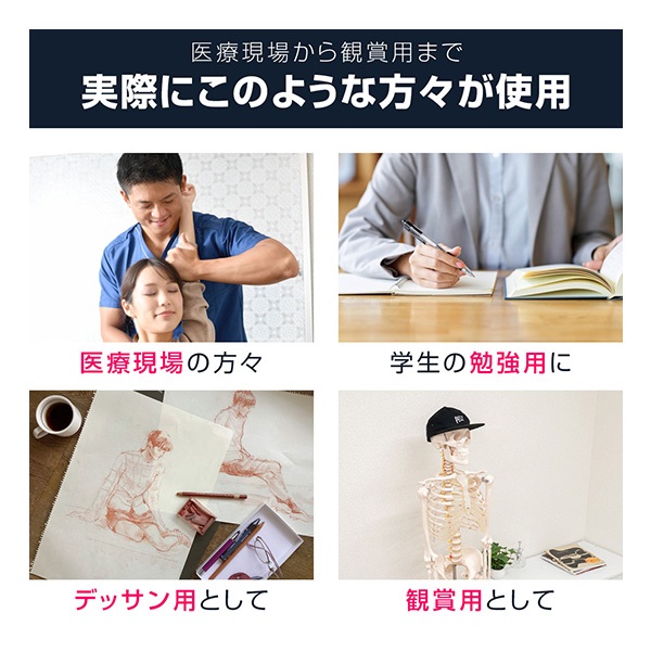 人体模型 骨格模型 骨 等身大 身長約166cm 展示スタンド付き 骨格標本