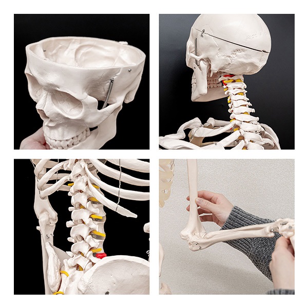 人体模型 骨格模型 骨 等身大 身長約166cm 展示スタンド付き 骨格標本