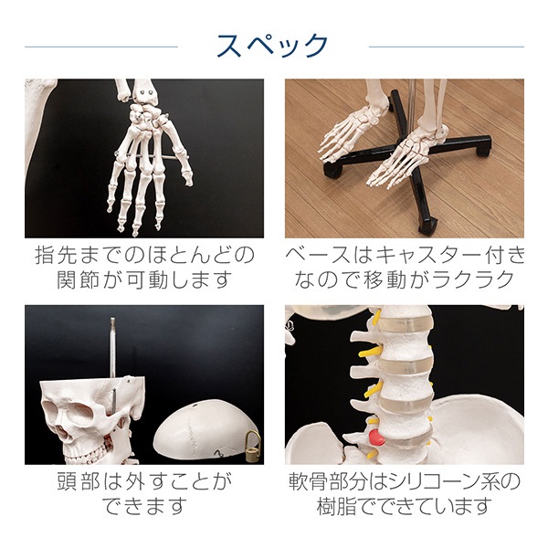 人体模型 骨格模型 骨 等身大 身長約166cm 展示スタンド付き 骨格標本 