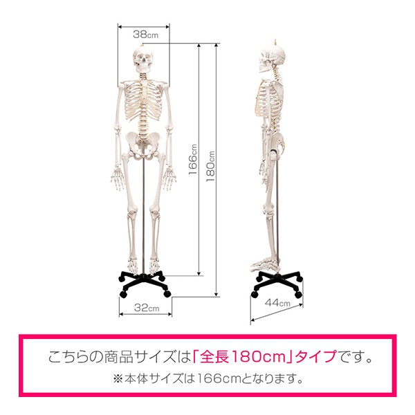 人体模型 骨格模型 骨 等身大 身長約166cm 展示スタンド付き 骨格標本