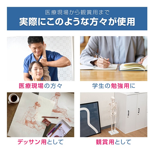 人体模型 骨格模型 骨 約85cm 1/2モデル 展示スタンド付き 骨格