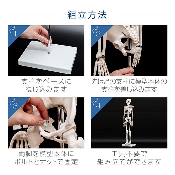 人体模型 骨格模型 骨 約85cm 1/2モデル 展示スタンド付き 骨格