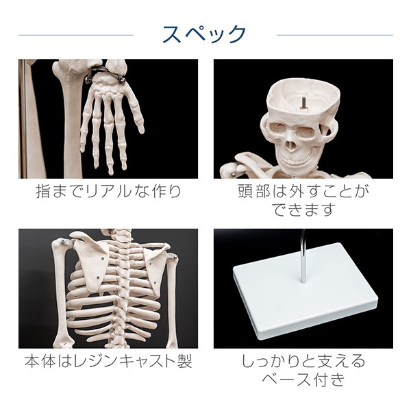 人体模型 骨格模型 骨 約85cm 1/2モデル 展示スタンド付き 骨格