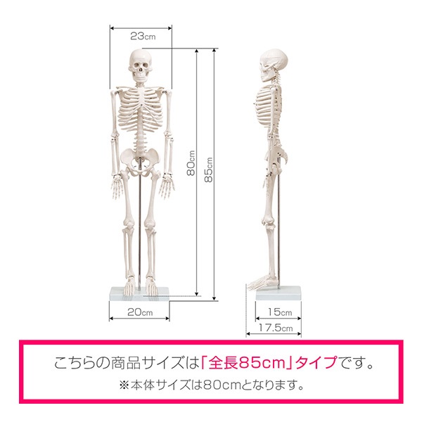 人体模型 骨格模型 骨 約85cm 1/2モデル 展示スタンド付き 骨格